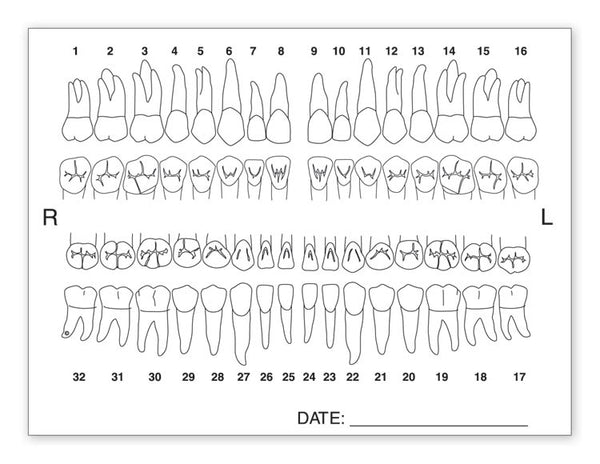 4665 Tooth Chart Anatomy Labels 4 x 3"  QTY 100